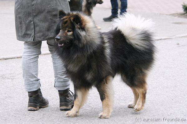 (Foto Goslar) Koerung Benno_14.03.2015_IMG_6870.png